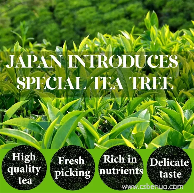 Instant Organic Stevia Extract Green Tea Matcha Powder