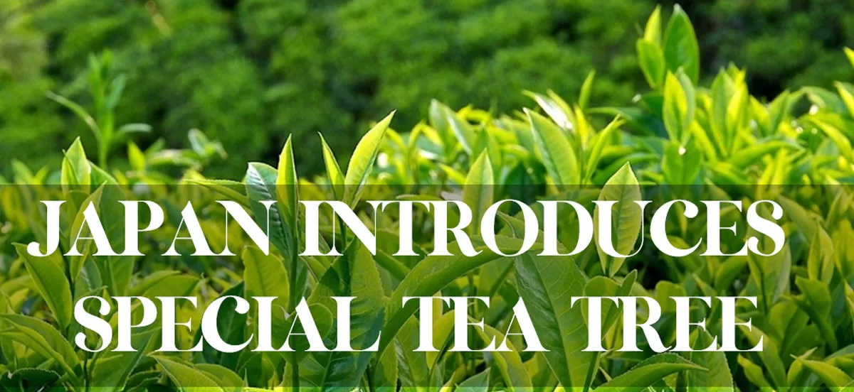 Tea Material 1 jpg